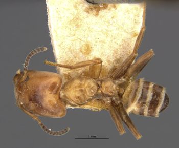 Media type: image;   Entomology 21340 Aspect: habitus dorsal view